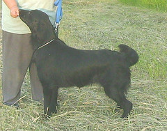 Faradorn Midnight Millie | Flat-Coated Retriever 