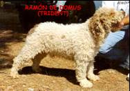 Ramon de Domus | Spanish Water Dog 