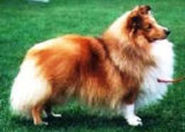 Sommerville Smithson | Shetland Sheepdog 