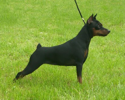 Wild look of french kiss | Miniature Pinscher 