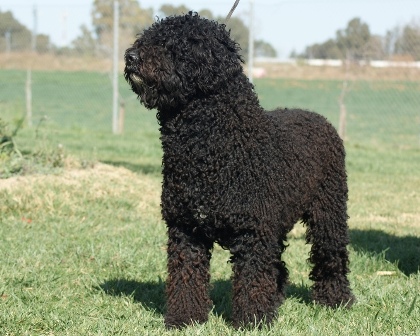 Buda de la Dehesa Jerezana | Spanish Water Dog 