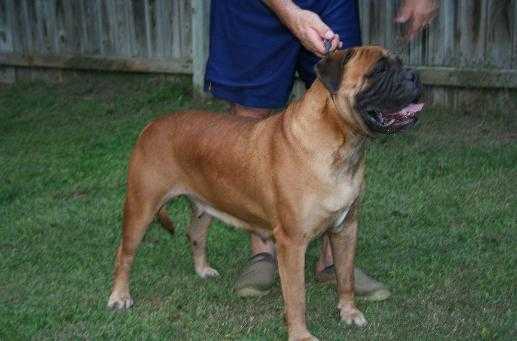 Trugrit´s Sweet Samatha | Bullmastiff 