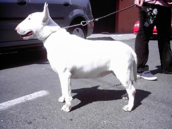 Lana Lang (Castruita) | Bull Terrier 