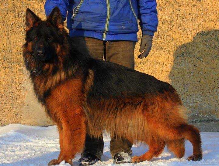 Rambo Vom Vajda Hof | German Shepherd Dog 