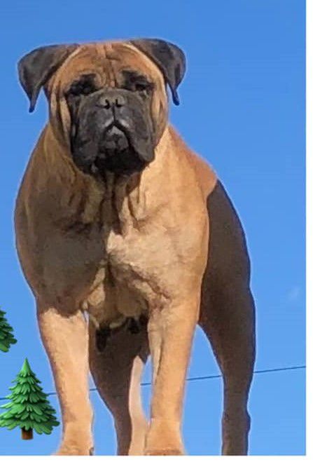 Tadaka Bull My Choice | Bullmastiff 