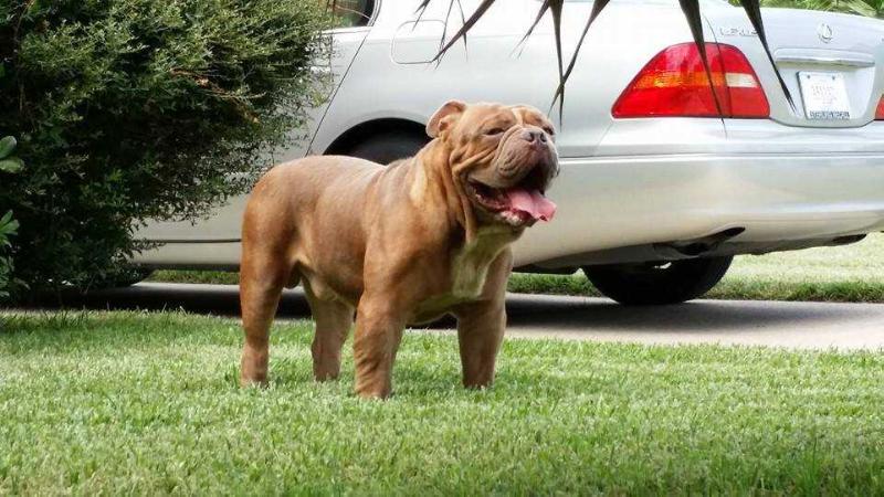 Vo's Zidane | Olde English Bulldogge 