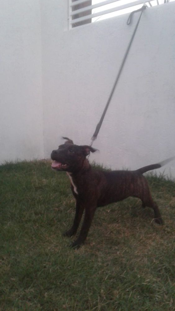 CONVENTOS AND GRAPPLERS DELLE | American Staffordshire Terrier 