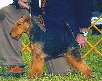 Saredon Chasing Secrets | Welsh Terrier 