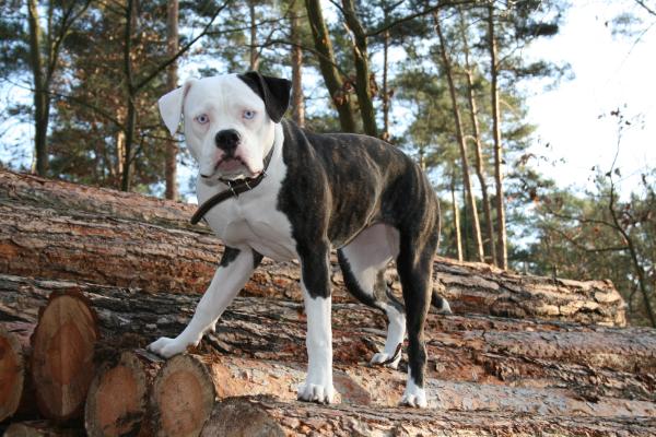 Great Guardian's Annie aka Charlotte | American Bulldog 