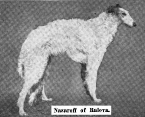 Nazaroff of Ralova | Borzoi 