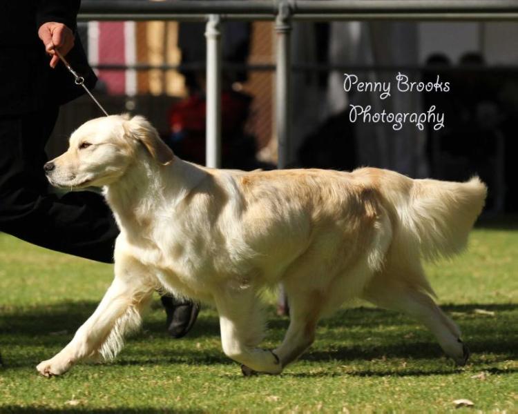 Nistar Northern Alliance | Golden Retriever 