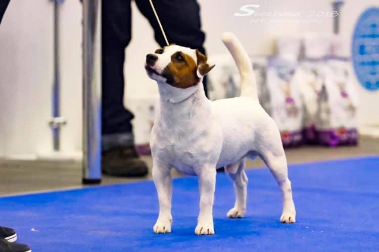 Ultra Dynamo Magic | Jack Russell Terrier 