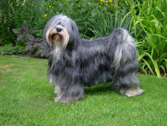 SKI-LA-KYI ZOEY | Tibetan Terrier 