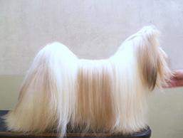 Bryan Gold Lhas Potala | Lhasa Apso 