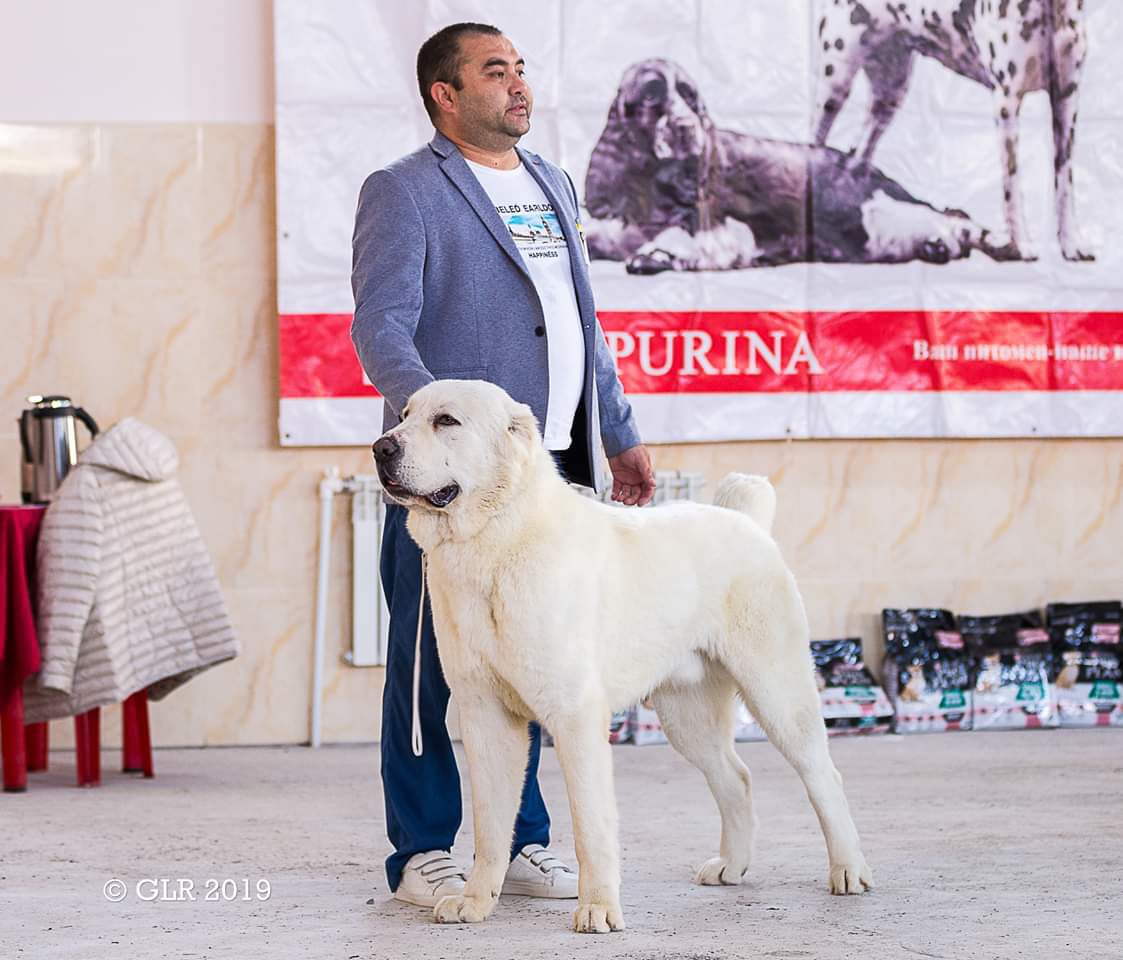 ROMANOV DOM TITAN | Central Asian Shepherd Dog 