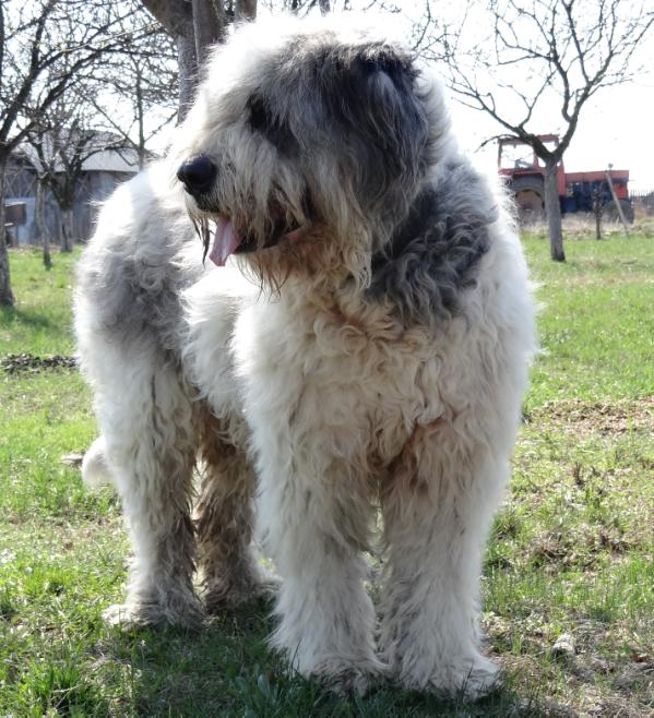 Rena de GospodariaTYM | Carpathian Sheepdog 