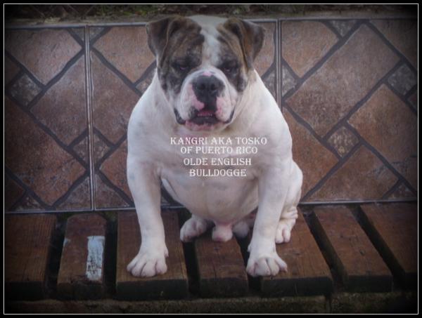 Kangry Tosko | Olde English Bulldogge 