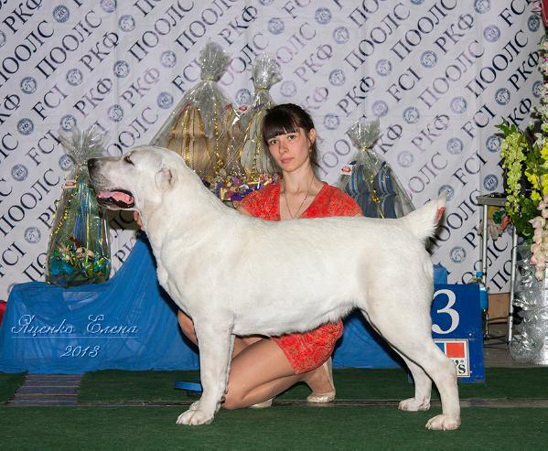 Elz bullet infinity miss vselennaya | Central Asian Shepherd Dog 