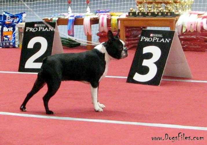 OKEANSKIY VETER ESTRADA | Boston Terrier 
