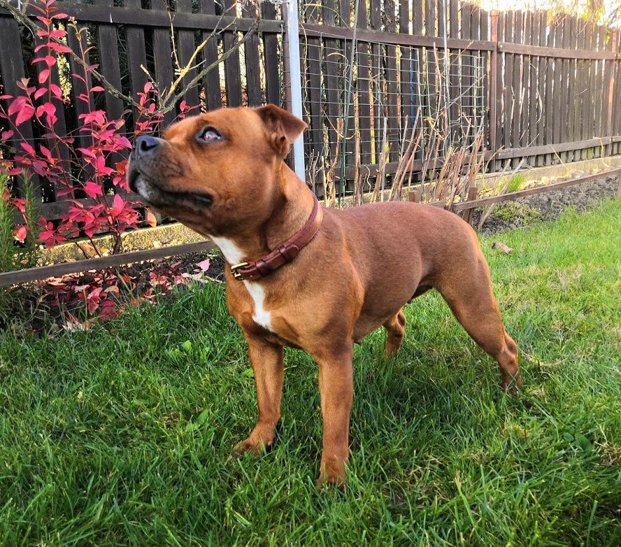 Casey Golden Goblin | Staffordshire Bull Terrier 