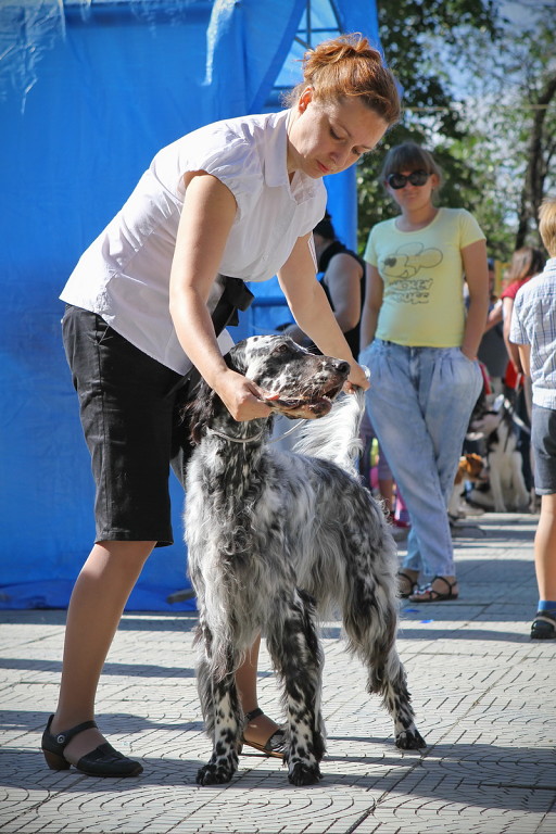 ????????? ??? ???? | English Setter 