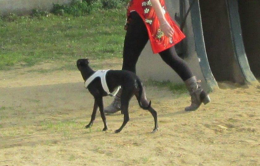 LITTLE MERMAID de la Côte des Lutins | Whippet 