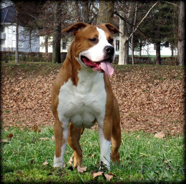 Admiral Noble Class | American Staffordshire Terrier 