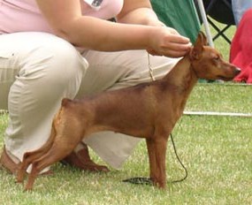 New Etual Cerceya | Miniature Pinscher 