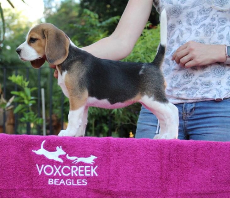 Voxcreek LetTheFunBe Gin at Ekara | Beagle 