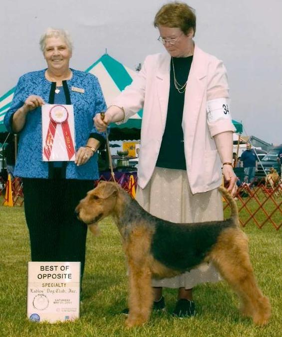 Spindletop Crossfire | Airedale Terrier 