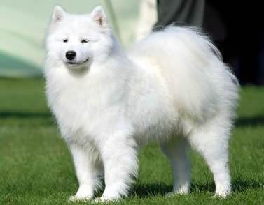 SHAKIRA Guapass | Samoyed 