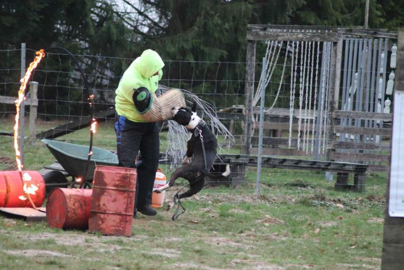 Workingbulls Denmark Black Jack | Olde English Bulldogge 