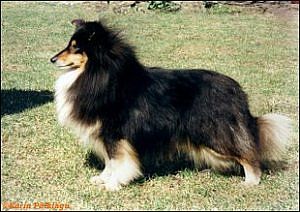 Scandyline Little Pepper | Shetland Sheepdog 