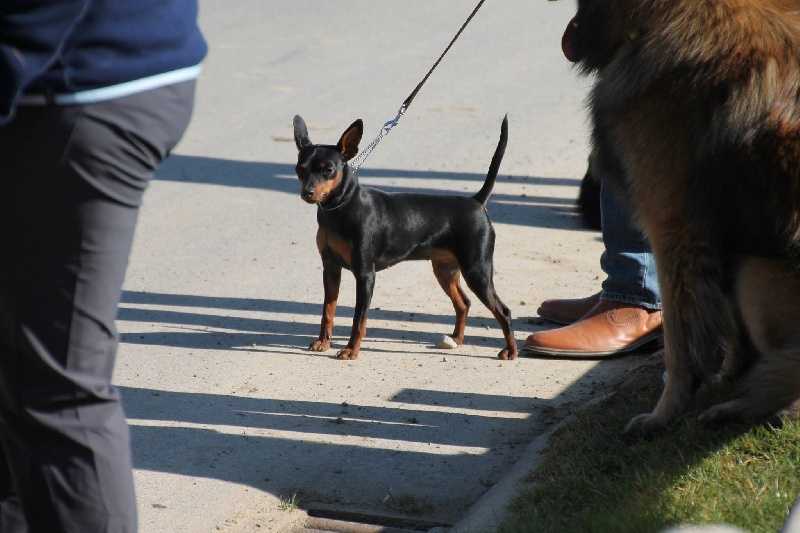 Linka van crowded house | Miniature Pinscher 