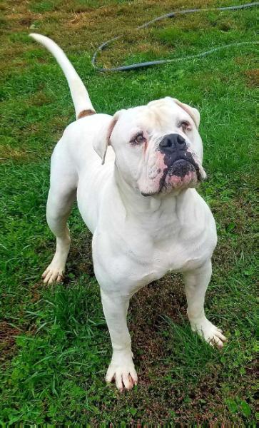 Garnetts Champ | American Bulldog 