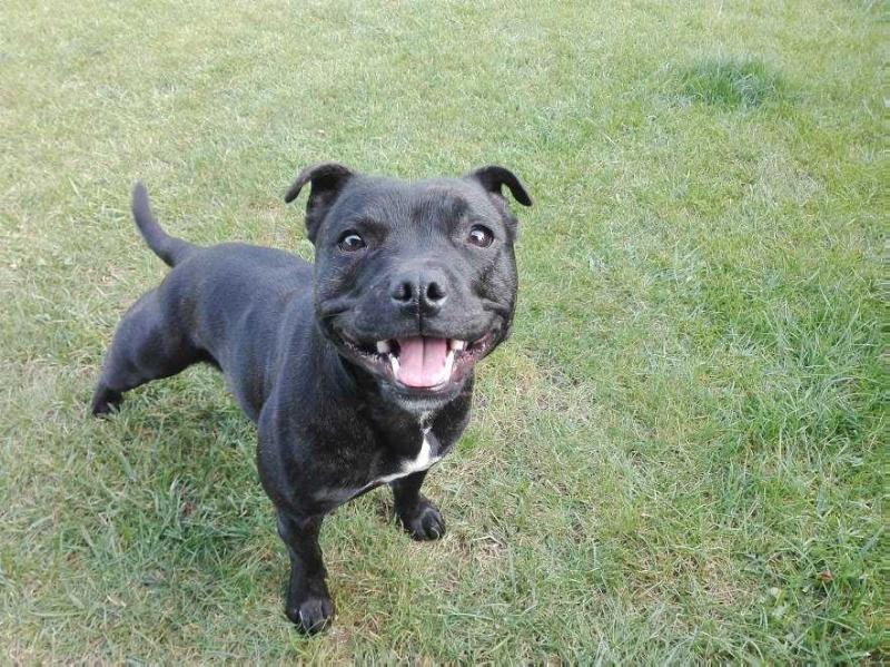 Princess Mia family Buldozer | Staffordshire Bull Terrier 