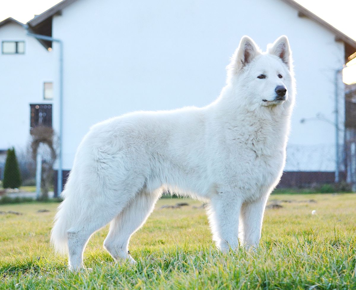 Vigo od bijelih andela "Tango" | White Swiss Shepherd Dog 