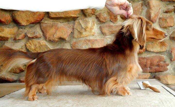 Walpines Amazing Grace of Von Zioli | Dachshund 