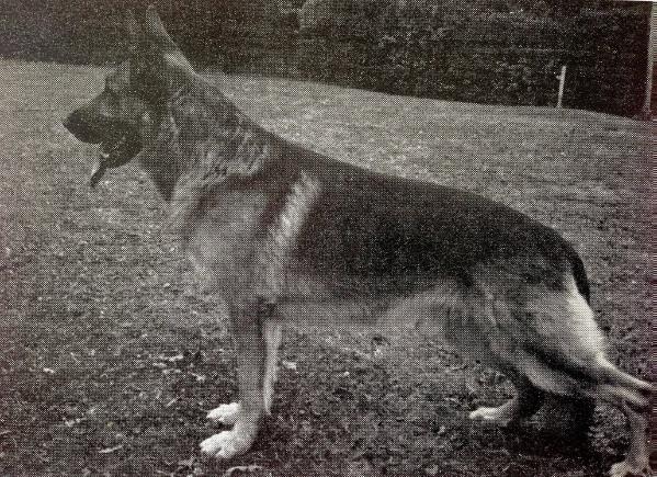 Hein vom Königsbruch | German Shepherd Dog 