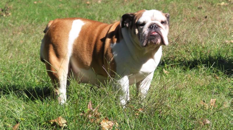 Boston Bullies Londyn | Bulldog 