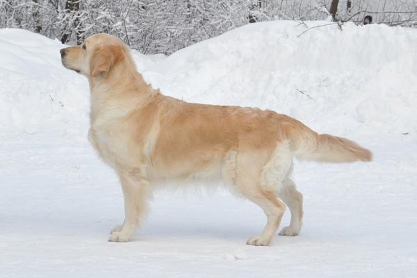 Reizi Lilian Fortuna | Golden Retriever 