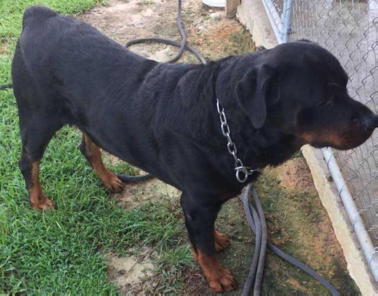 SAMPSON OF DAYBREAKER K9 | Rottweiler 