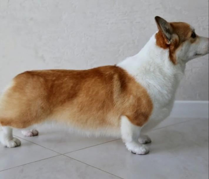 Izabel Adzhani | Pembroke Welsh Corgi 
