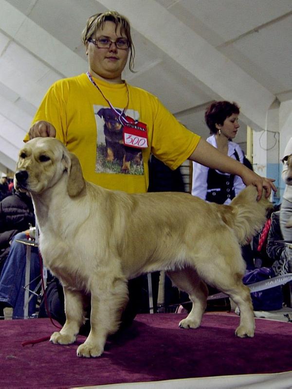 Farvist Gold iz Orskoy kreposti | Golden Retriever 