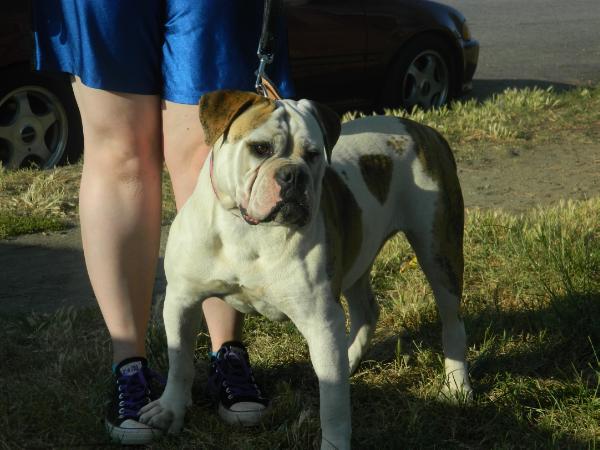 Oab'S maya angelou | American Bulldog 