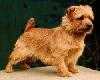 Red Pepper Krambambuli | Norfolk Terrier 