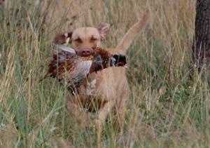 Cheslabben Look My | Chesapeake Bay Retriever 