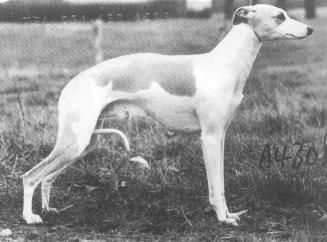 Cottonmere Monty of Oakbark | Whippet 