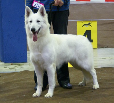 Hoopmoon Of Luna Legacy | White Swiss Shepherd Dog 