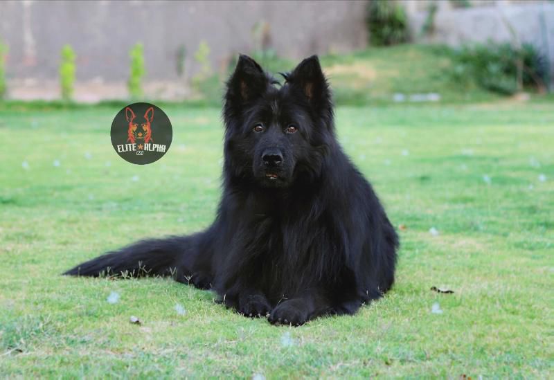 Gero Ksiaze Mgiel | German Shepherd Dog 